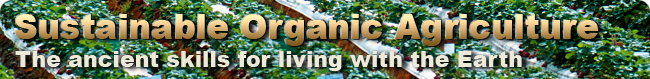 Picking the Ideal Location for your Garden - Vegetable Garden, Vegie Garden 