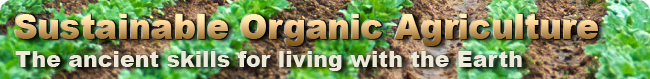 Starting an Orchard