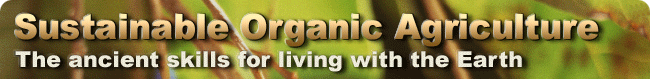 Getting Started With Container Gardening - Vegetable Garden, Vegie Garden 