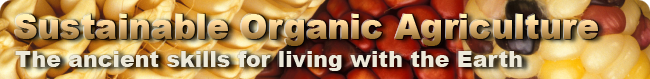 Easy Tips on Indoor Plant Care - Permaculture Vegetable Garden, Vegie Garden 