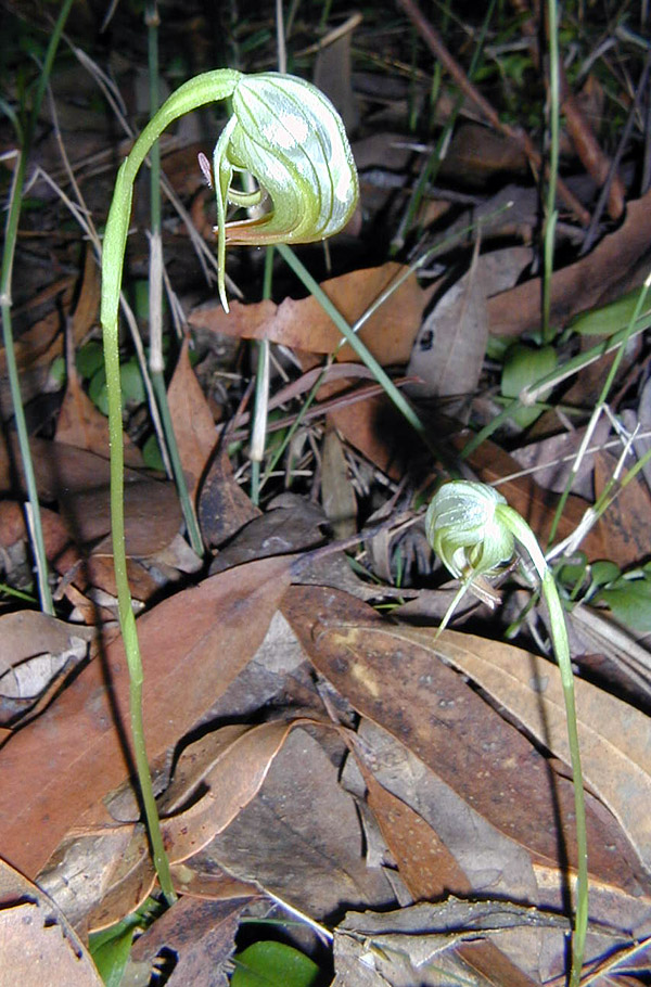 Bush Tucker Plant Quiz, Question 10 - Can you identify this plant?