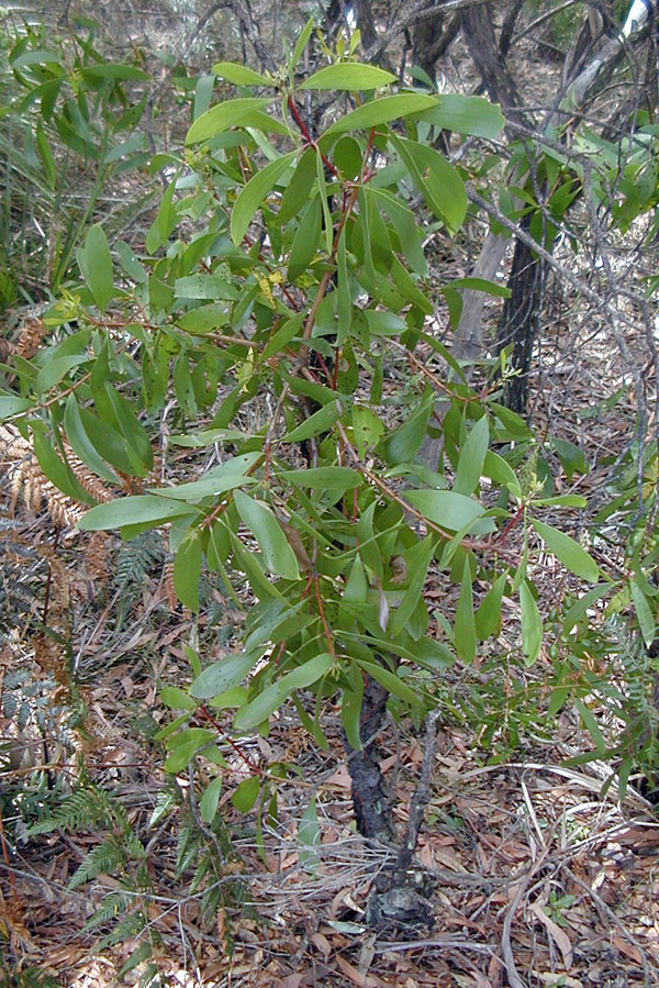 Bush Tucker Plant Quiz, Question 4 - Can you identify this plant?