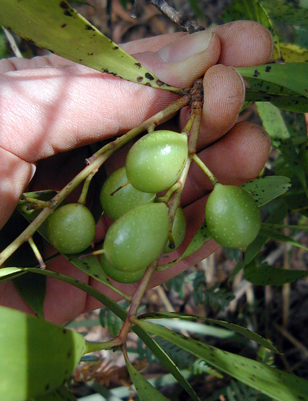 Bush Tucker Plant Quiz, Question 7 - Can you identify this plant?