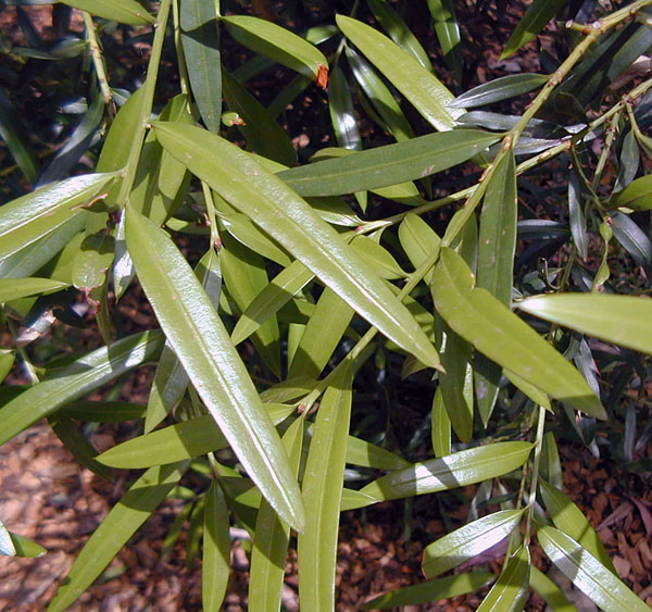 Bush Tucker Plant Quiz, Question 8 - Can you identify this plant?