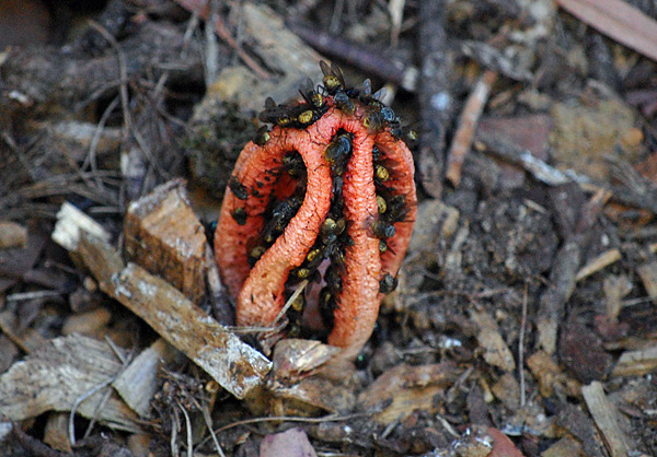 Bush Tucker Plant Quiz, Question 2 - Can you identify this plant?
