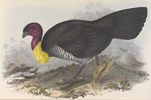 Australian Bird Quiz, Question 4 - Can you identify this bird?