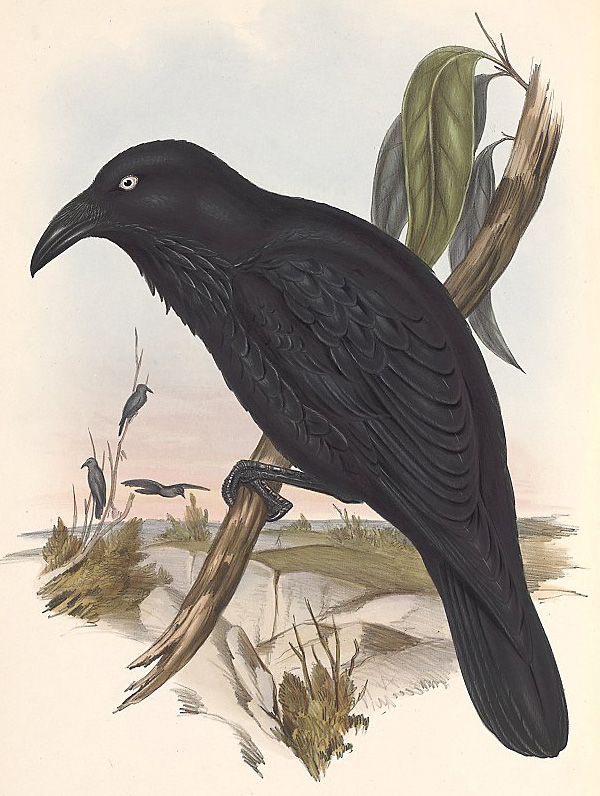 Australian Bird Quiz, Question 5 - Can you identify this bird?