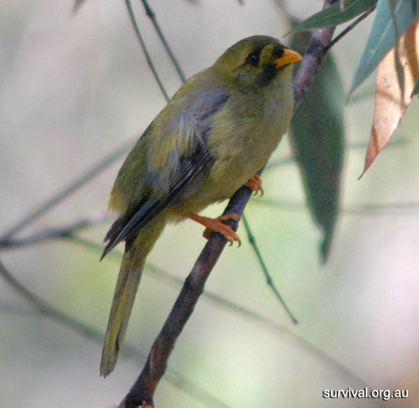 Australian Bird Quiz, Question 2 - Can you identify this bird?