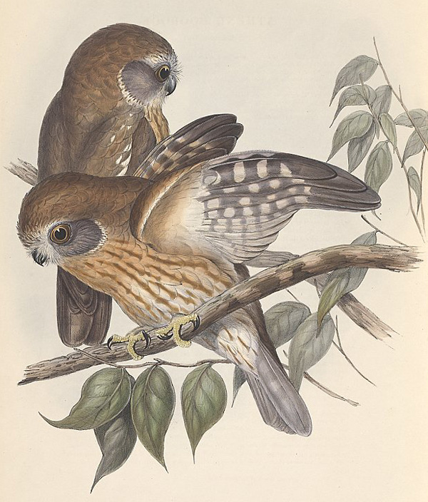 Australian Bird Quiz, Question 10 - Can you identify this bird?