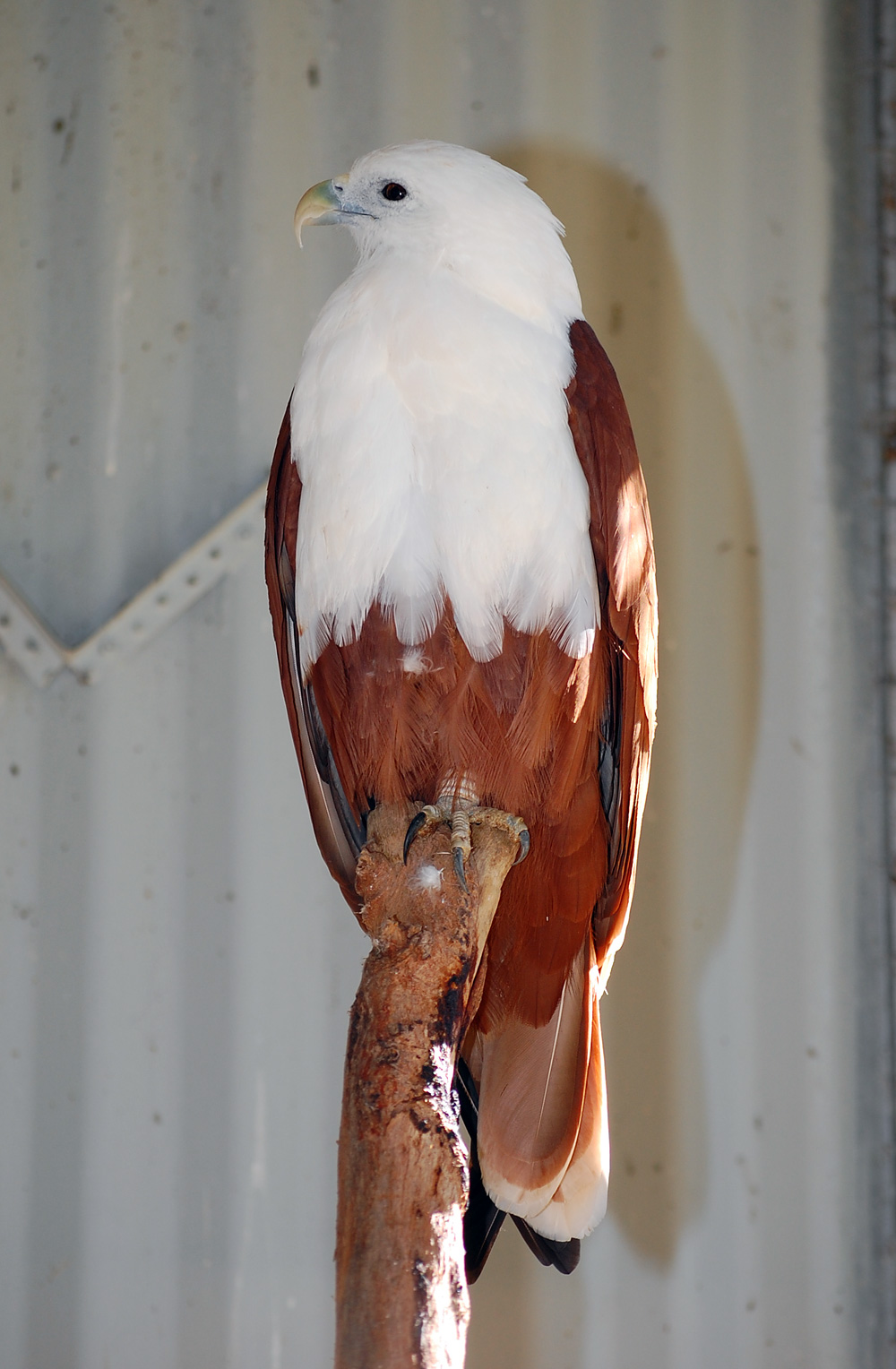 Australian Bird Quiz, Question 3 - Can you identify this bird?