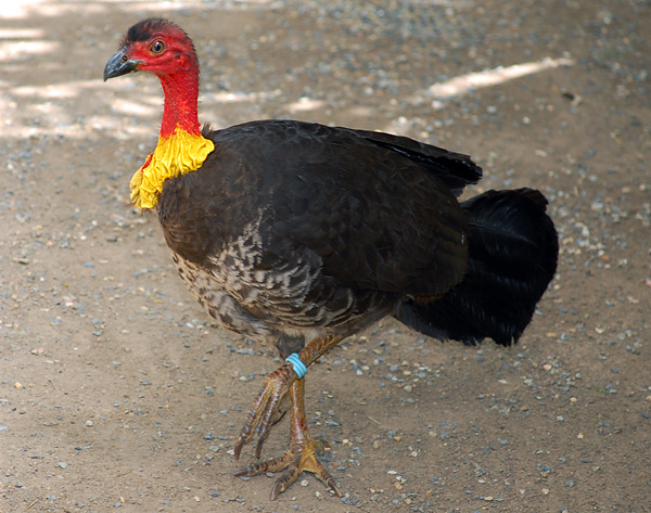 Australian Bird Quiz, Question 7 - Can you identify this bird?