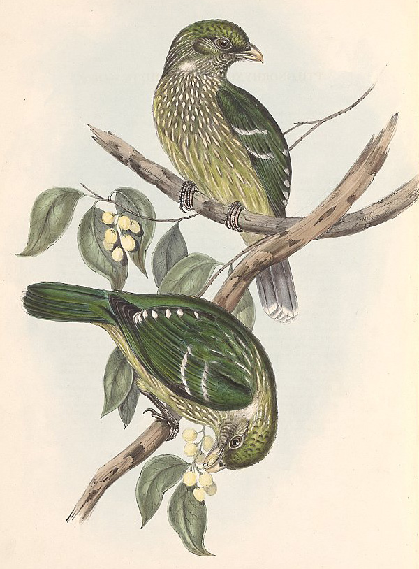 Australian Bird Quiz, Question 8 - Can you identify this bird?