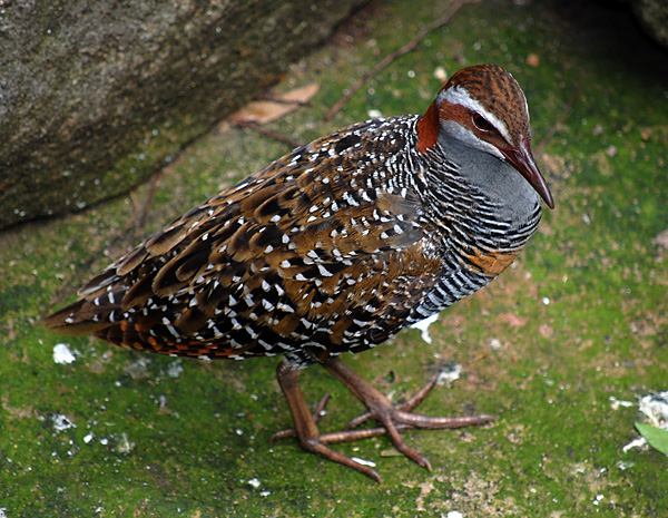 Australian Bird Quiz, Question 3 - Can you identify this bird?