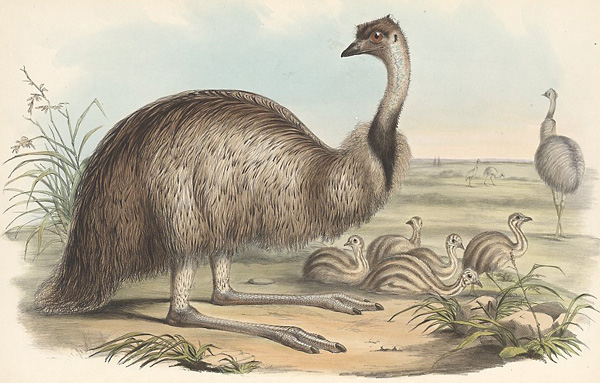 Australian Bird Quiz, Question 7 - Can you identify this bird?
