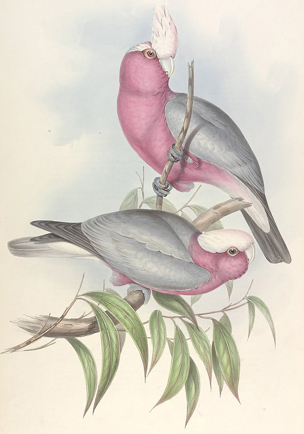 Australian Bird Quiz, Question 2 - Can you identify this bird?