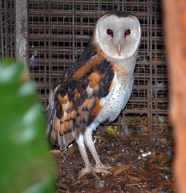 Australian Bird Quiz, Question 9 - Can you identify this bird?