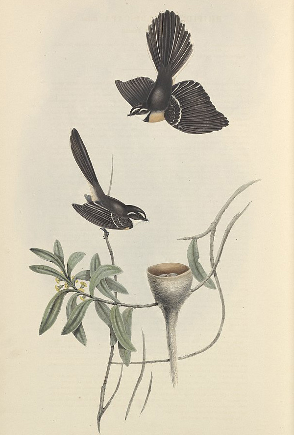 Australian Bird Quiz, Question 9 - Can you identify this bird?