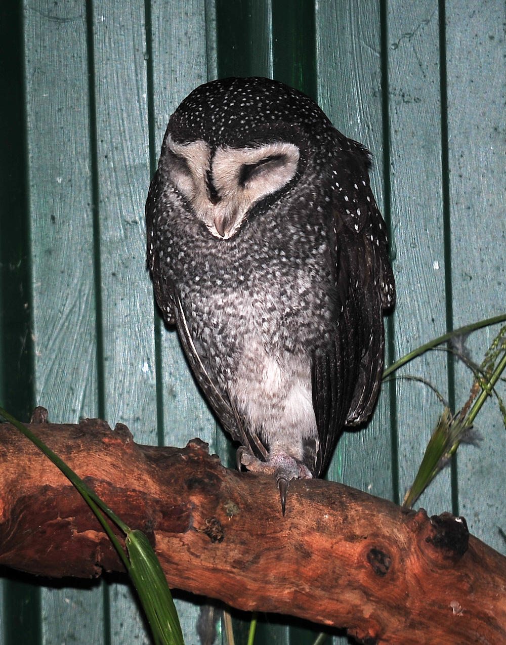 Australian Bird Quiz, Question 9 - Can you identify this bird?