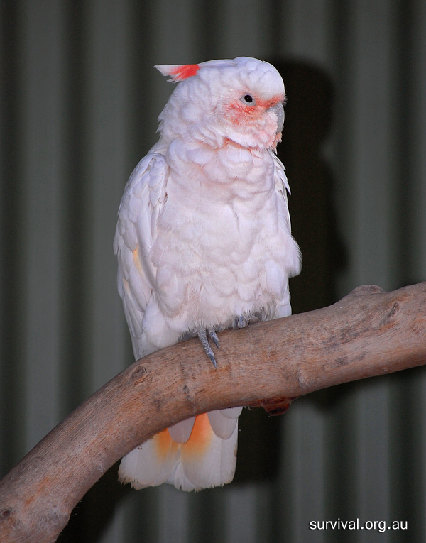 Australian Bird Quiz, Question 3 - Can you identify this bird?