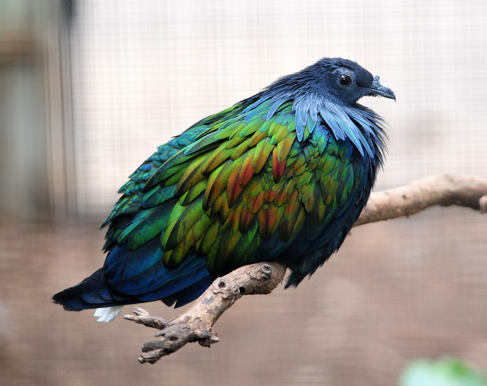 Australian Bird Quiz, Question 9 - Can you identify this bird?