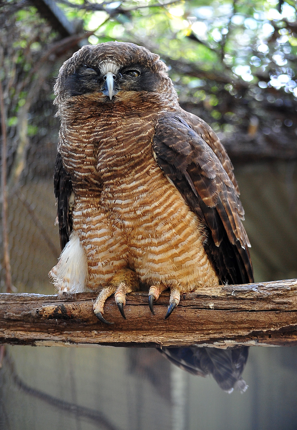 Australian Bird Quiz, Question 6 - Can you identify this bird?