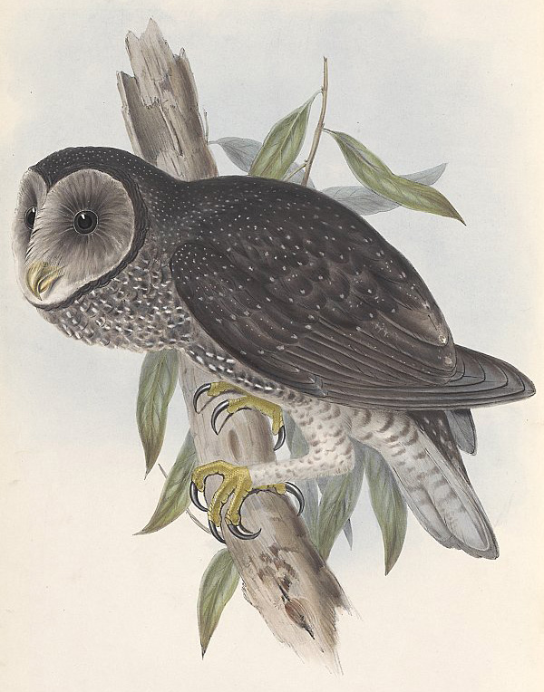 Australian Bird Quiz, Question 6 - Can you identify this bird?