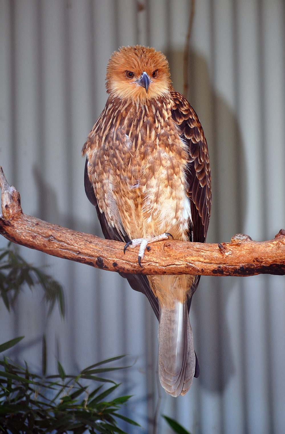 Australian Bird Quiz, Question 10 - Can you identify this bird?
