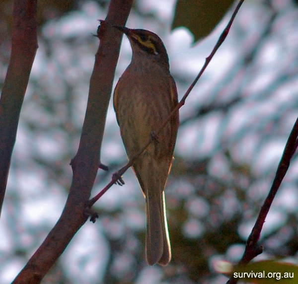 Australian Bird Quiz, Question 10 - Can you identify this bird?