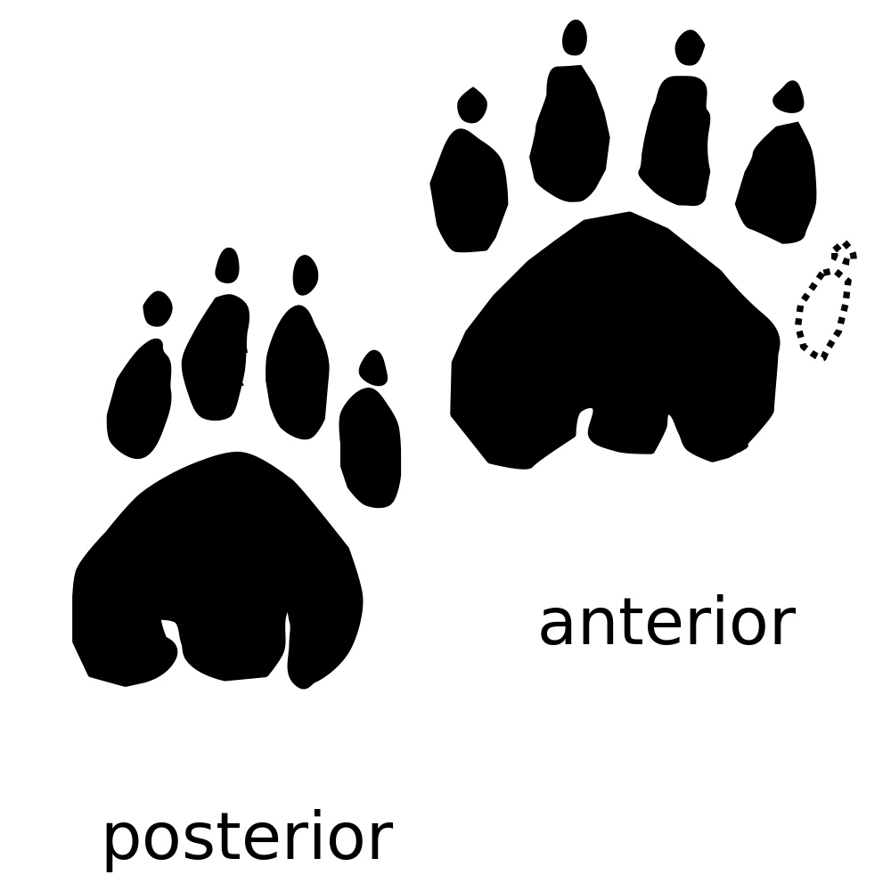 Animal Tracking Quiz, Question 3 - Can you identify this animal track?