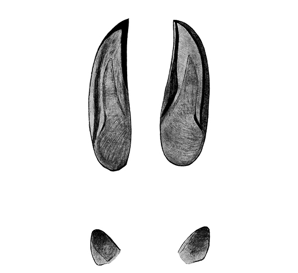 Animal Tracking Quiz, Question 6 - Can you identify this animal track?