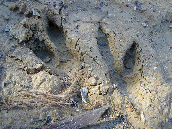 Animal Tracking Quiz, Question 10 - Can you identify this animal track?