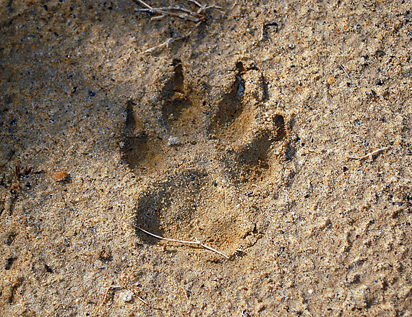 Animal Tracking Quiz, Question 2 - Can you identify this animal track?