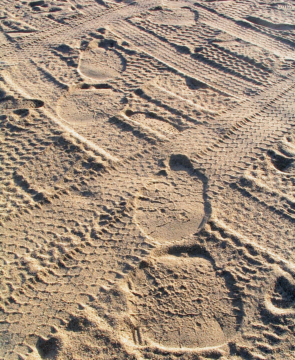 Animal Tracking Quiz, Question 9 - Can you identify this animal track?