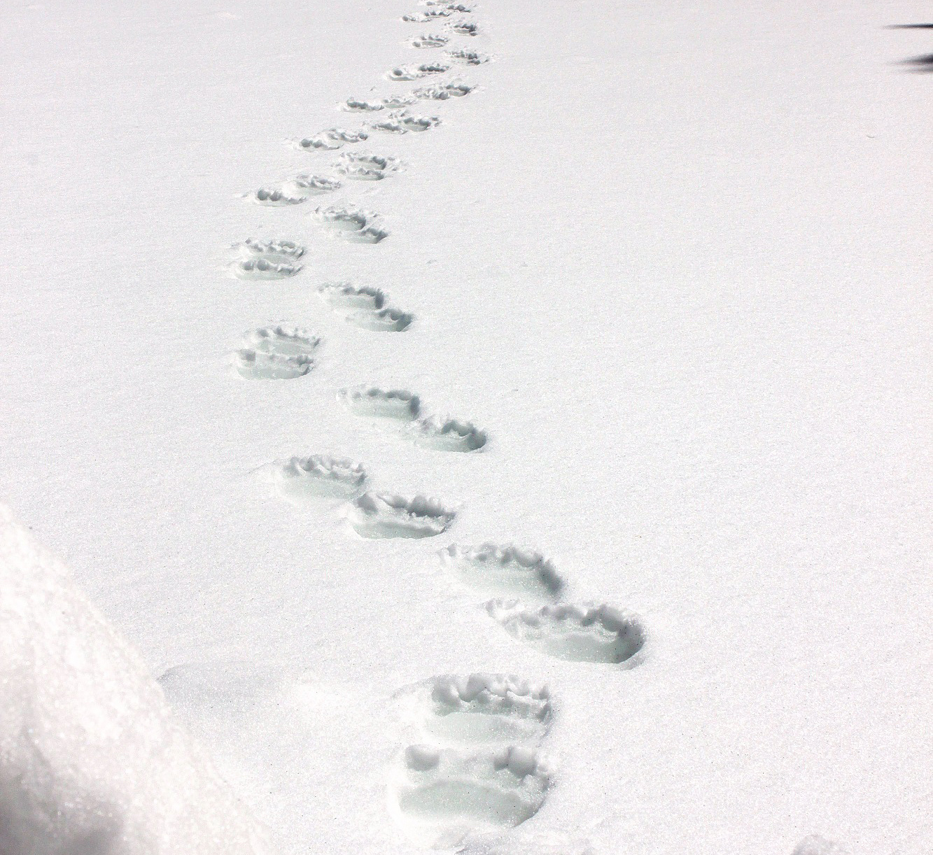 Animal Tracking Quiz, Question 10 - Can you identify this animal track?