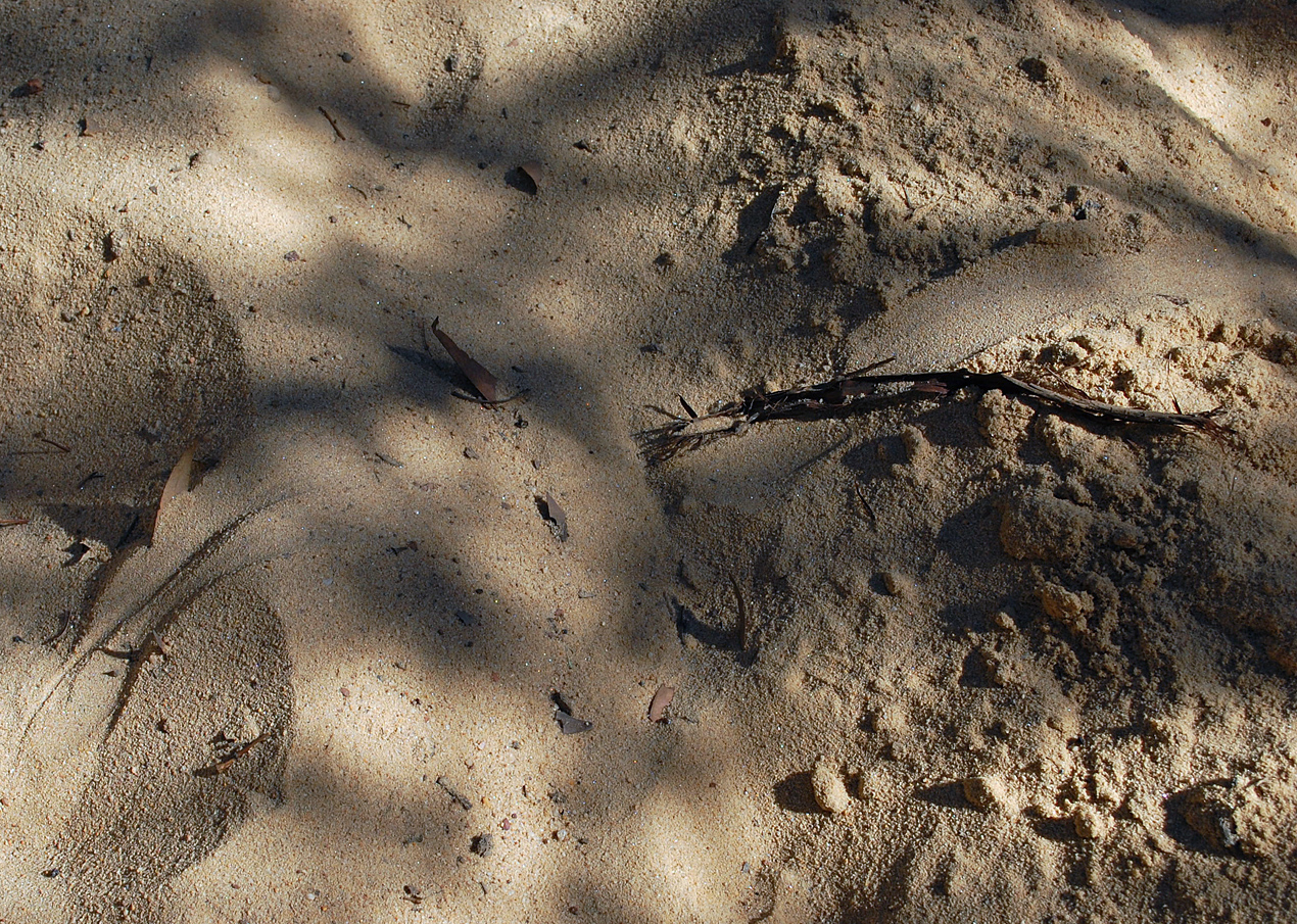 Animal Tracking Quiz, Question 6 - Can you identify this animal track?