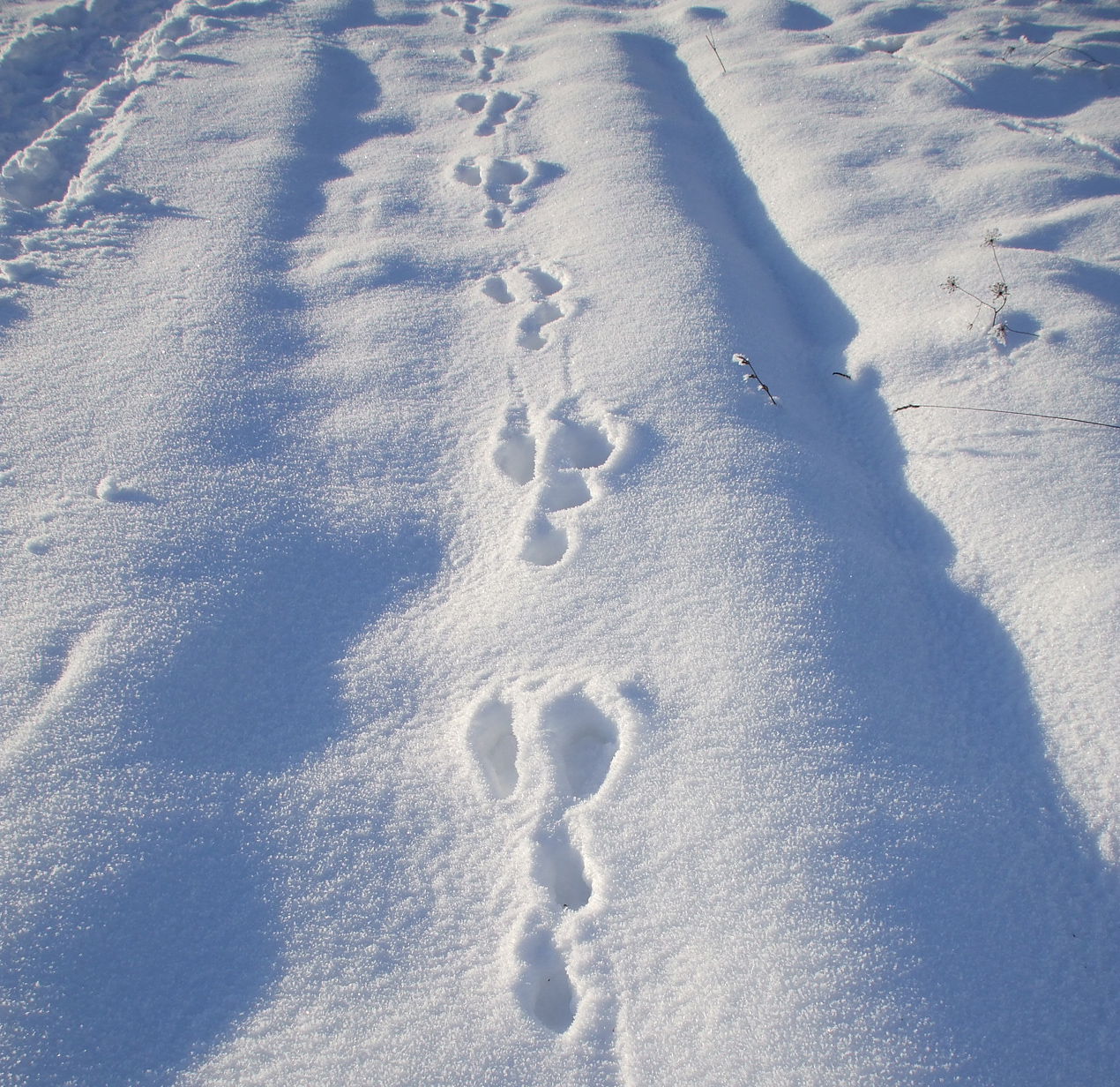 Animal Tracking Quiz, Question 7 - Can you identify this animal track?