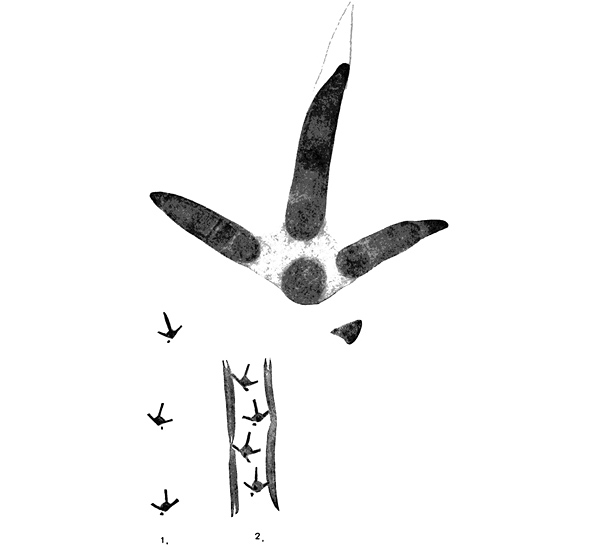 Animal Tracking Quiz, Question 9 - Can you identify this animal track?