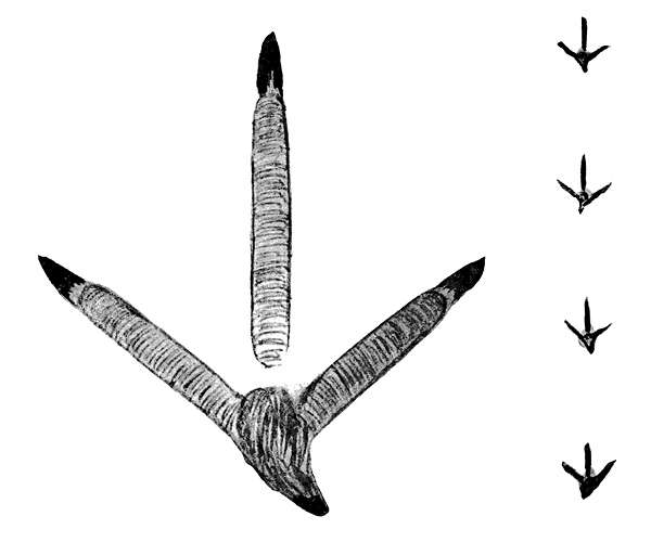 Animal Tracking Quiz, Question 5 - Can you identify this animal track?