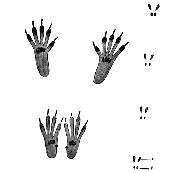 Animal Tracking Quiz, Question 5 - Can you identify this animal track?