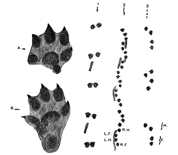 Animal Tracking Quiz, Question 1 - Can you identify this animal track?