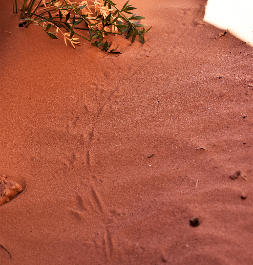 Animal Tracking Quiz, Question 2 - Can you identify this animal track?