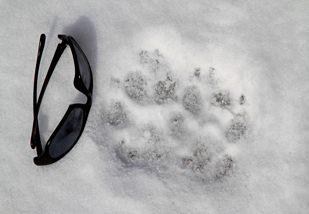 Animal Tracking Quiz, Question 7 - Can you identify this animal track?