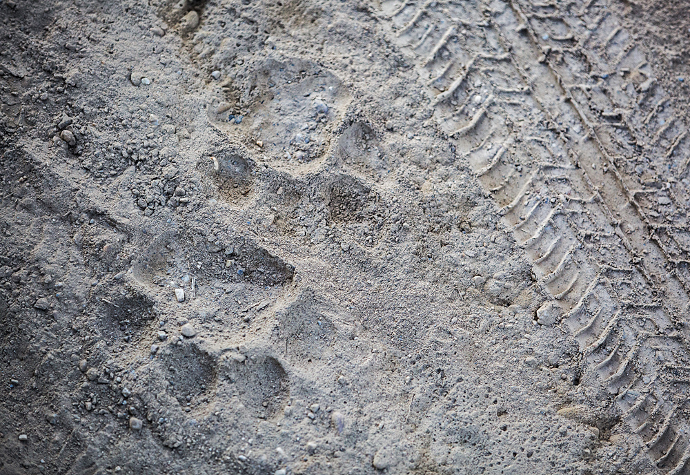 Animal Tracking Quiz, Question 5 - Can you identify this animal track?