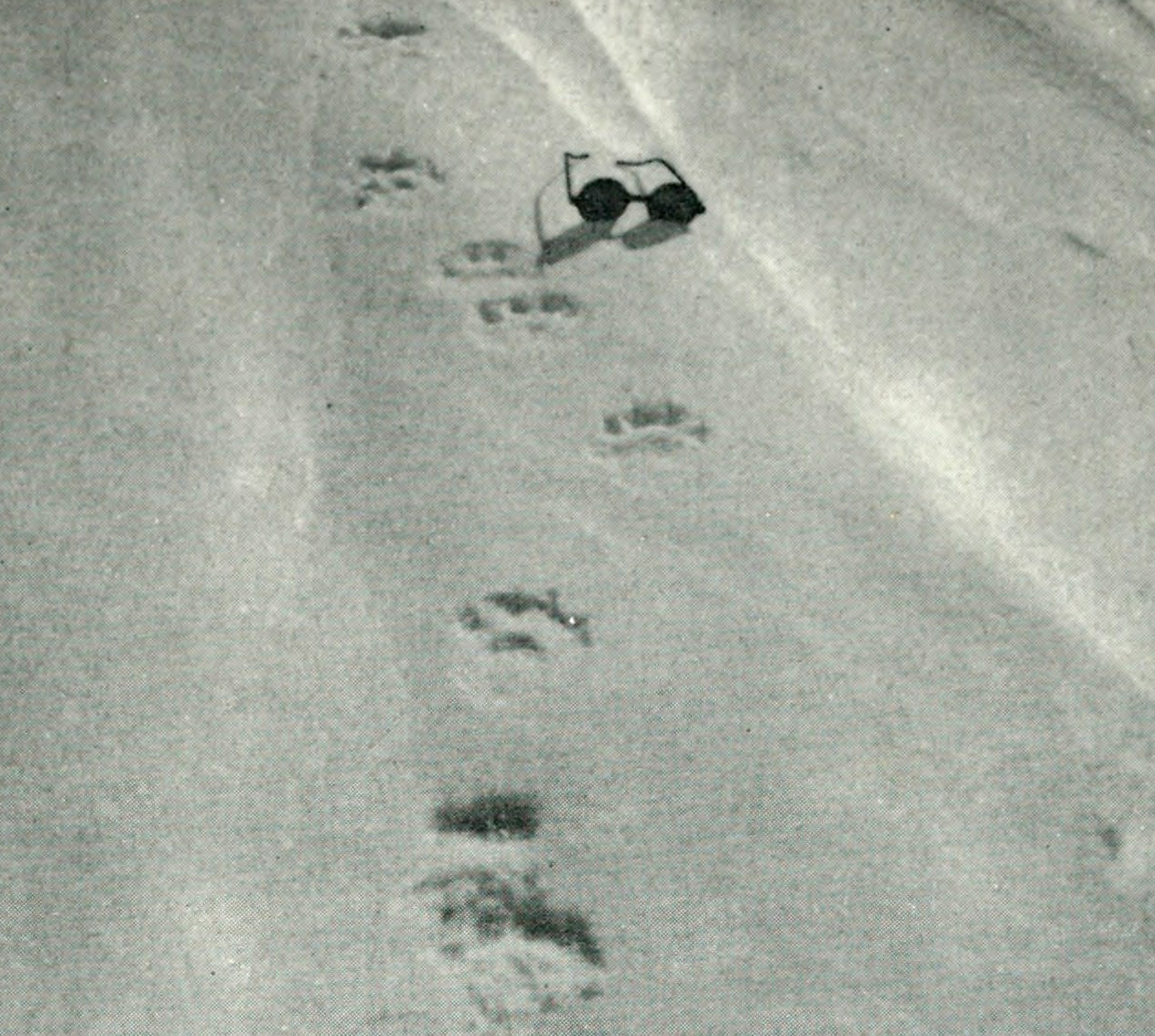 Animal Tracking Quiz, Question 8 - Can you identify this animal track?
