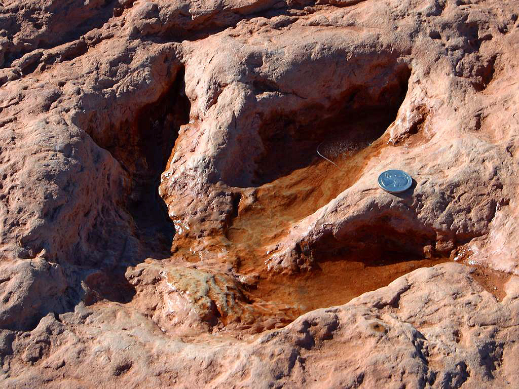 Animal Tracking Quiz, Question 3 - Can you identify this animal track?