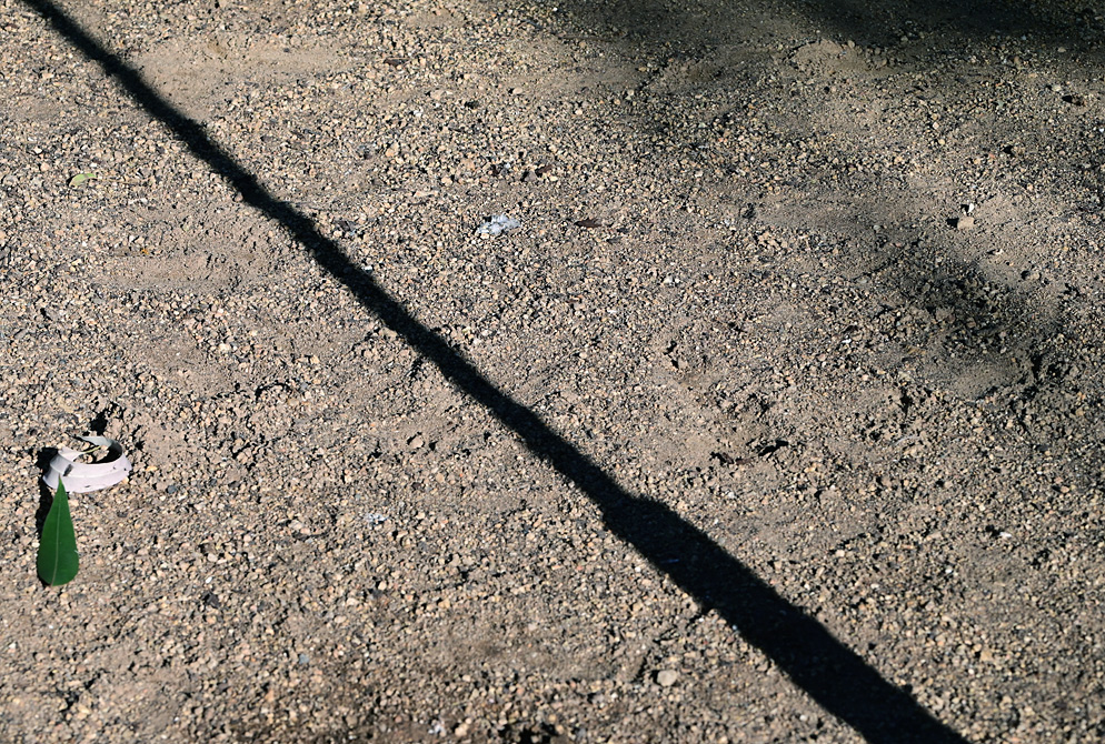 Animal Tracking Quiz, Question 7 - Can you identify this animal track?